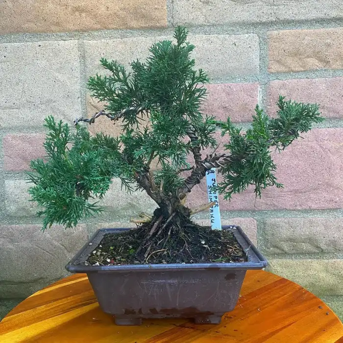 Shimpaku Juniper Bonsai