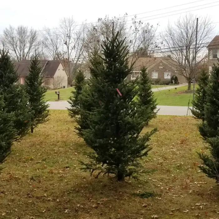 Fresh cut Fraser fir Christmas trees