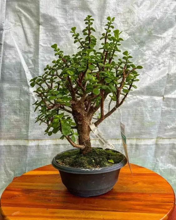 Bonsai around the nursery · Photograph 13