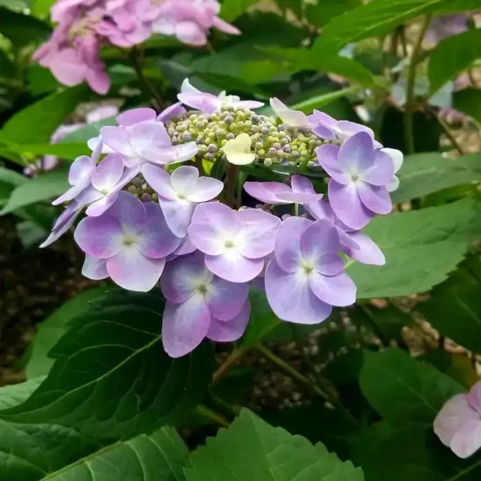 Shrubs · Photograph 14