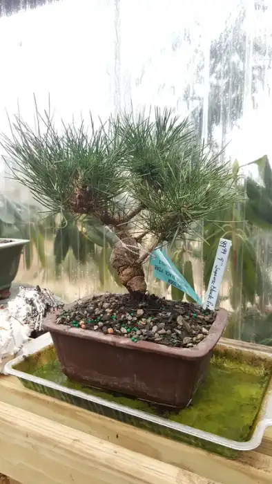 Japanese Black Pine at Reminiscent Nursery