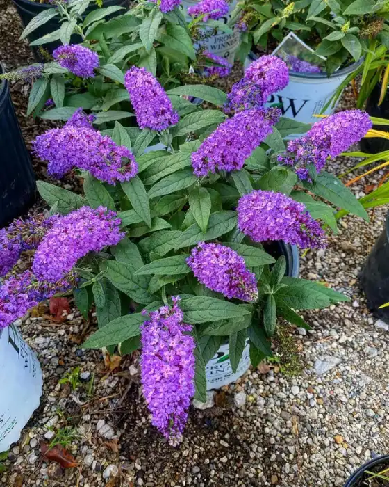 Shrubs · Photograph 2