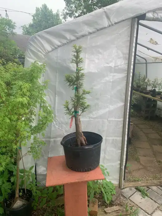 Bald Cypress