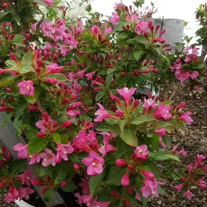 Shrubs · Photograph 20