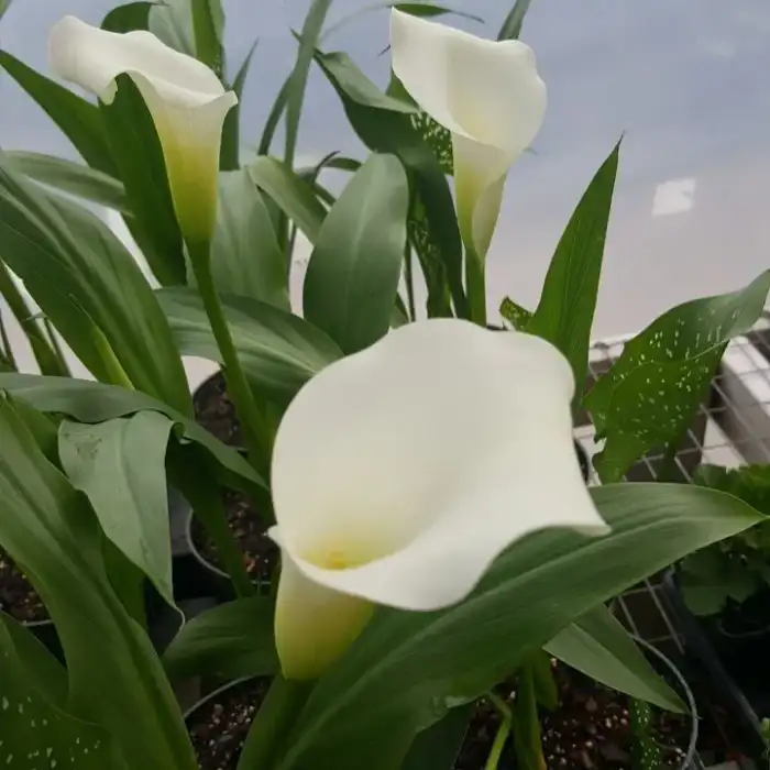 Calla Lily