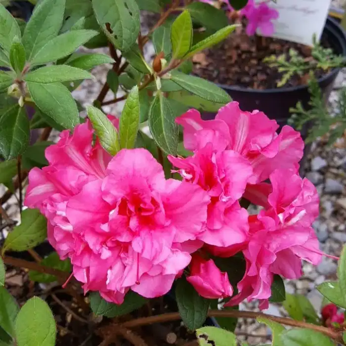 Shrubs · Photograph 18