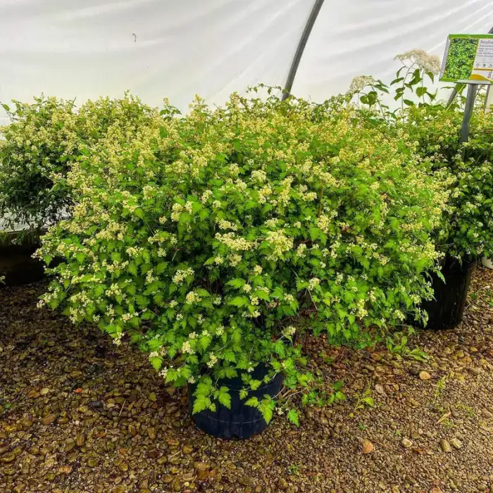 Shrubs · Photograph 22