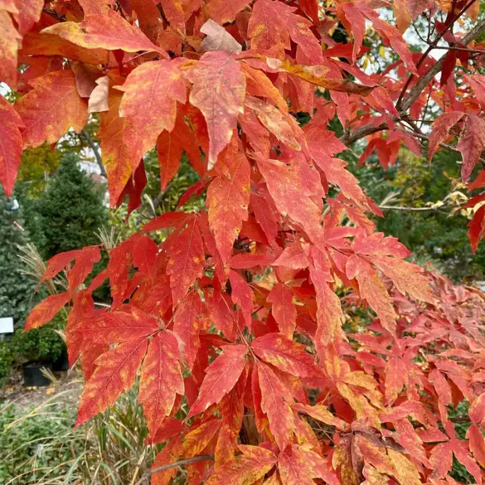 Trees · Photograph 3