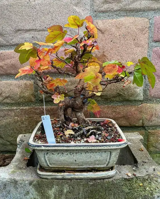 Sweetgum at Reminiscent Nursery