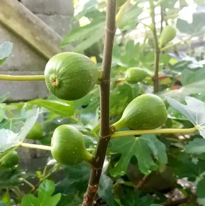 Herbs & fruits · Photograph 9