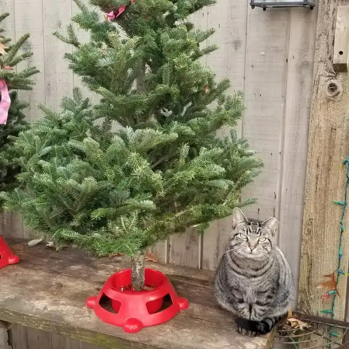 Lucky and Table Top Tree