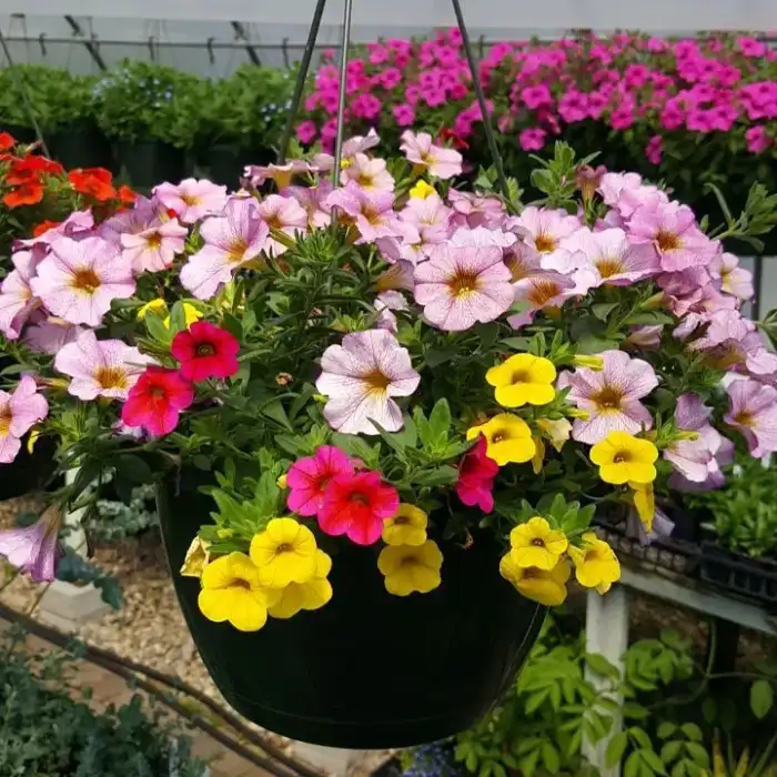 Mixed Hanging Basket