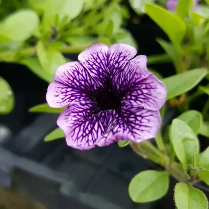 Supertunia Bordeaux