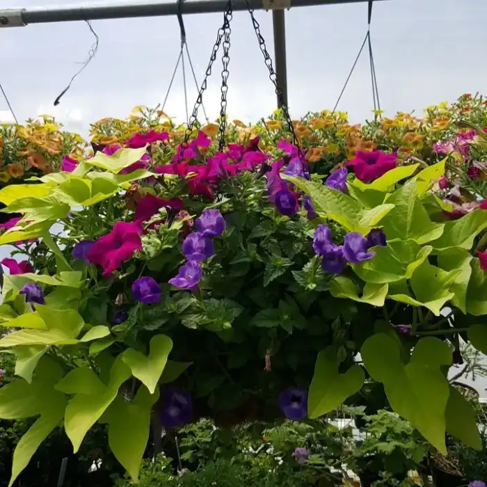 Mixed Hanging Basket