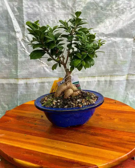 Bonsai around the nursery · Photograph 9