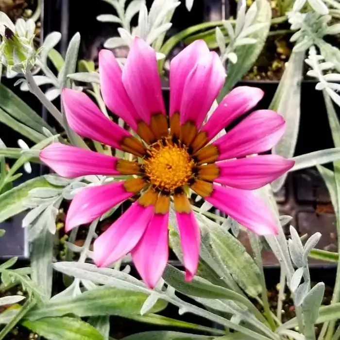 Gazania
