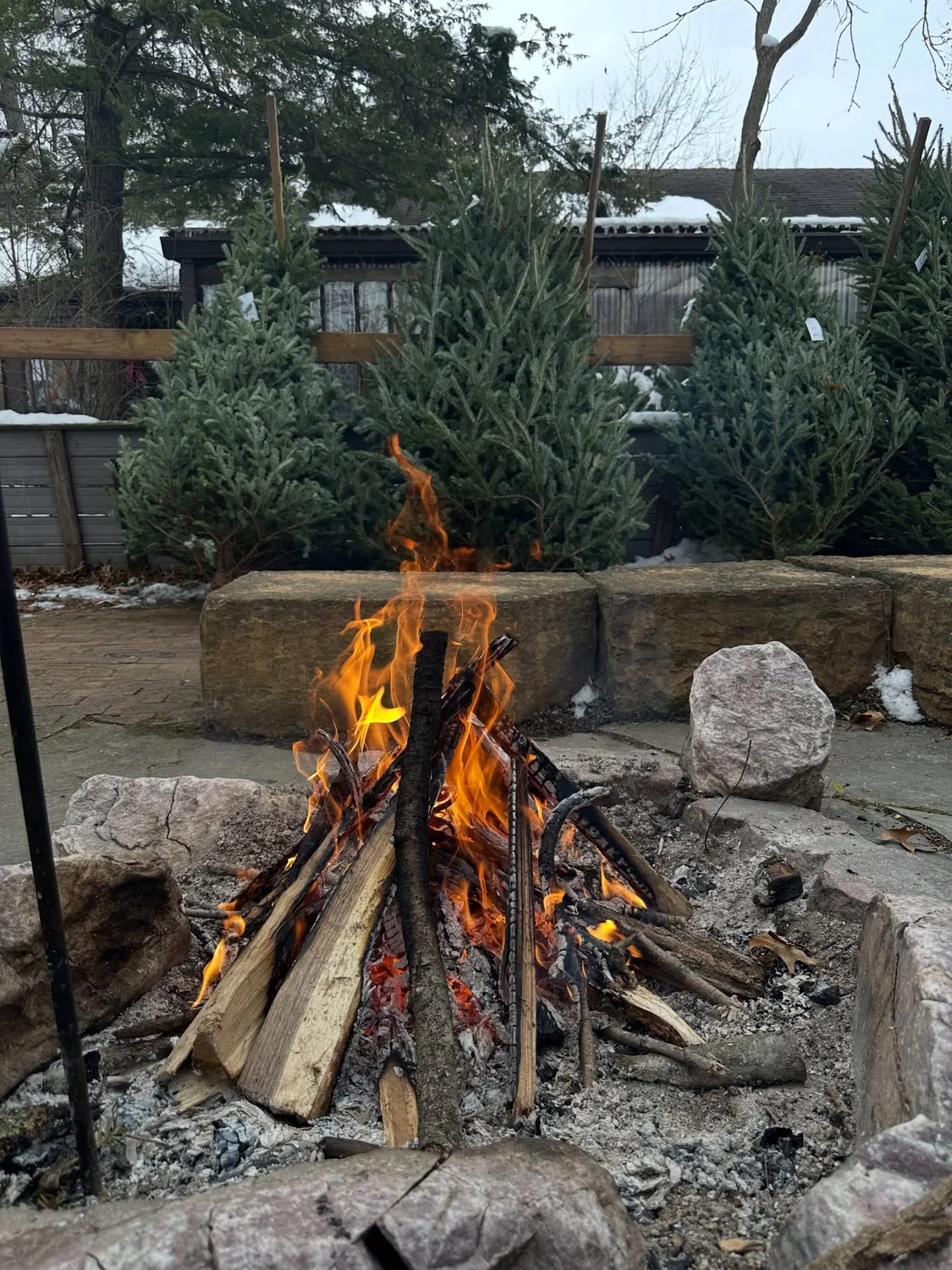 A warming wood fire in the stone fire pit beside Reminiscent’s Christmas tree selection