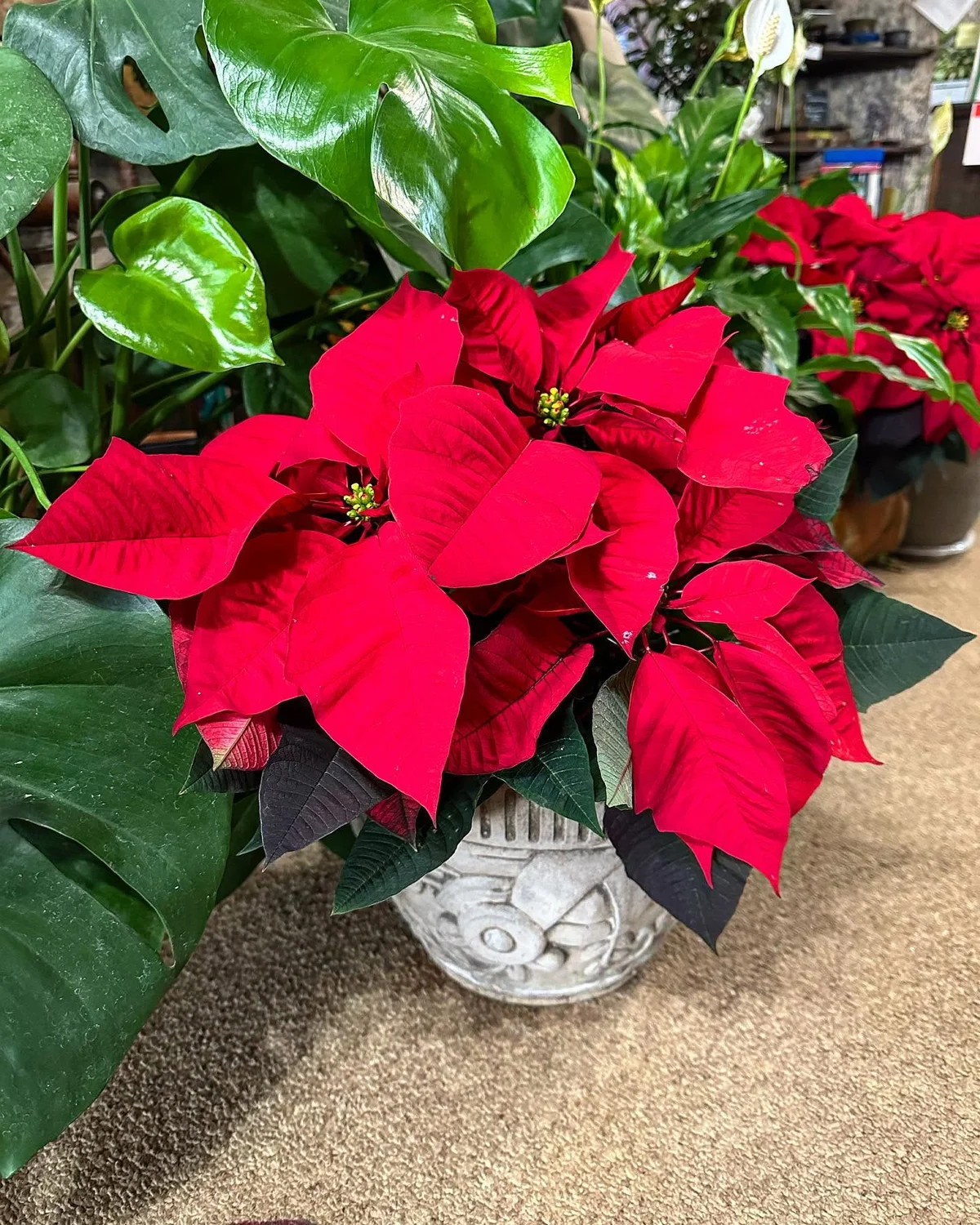 Poinsettias at the nursery, 2023
