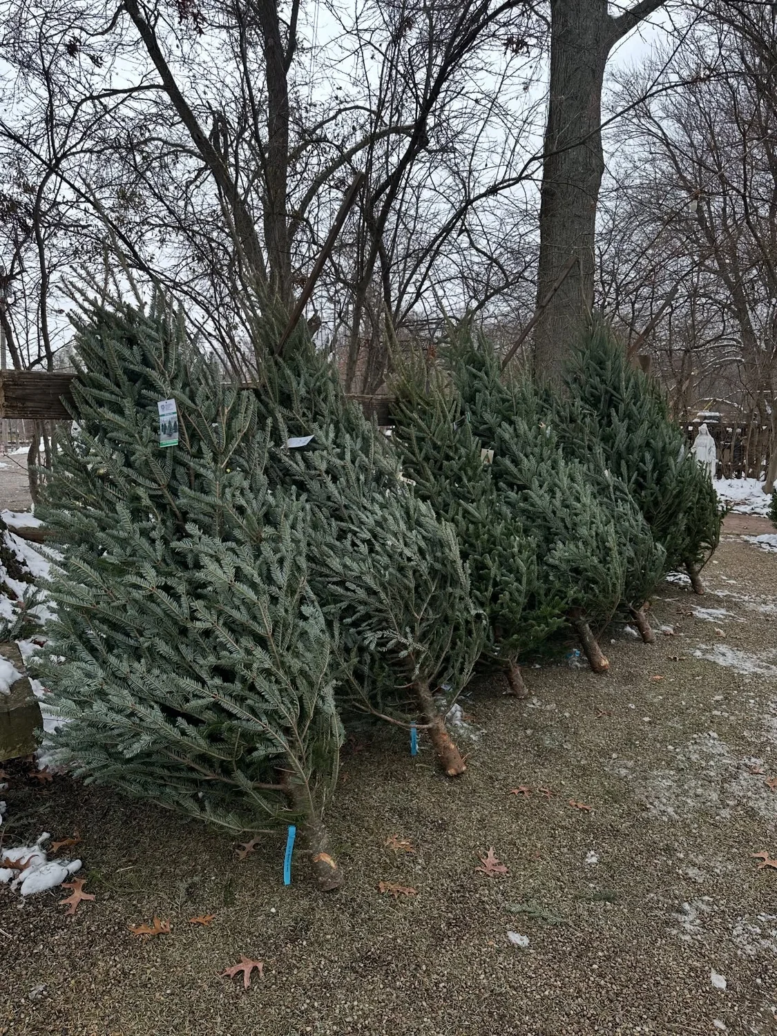Christmas tree selection at the nursery, 2025