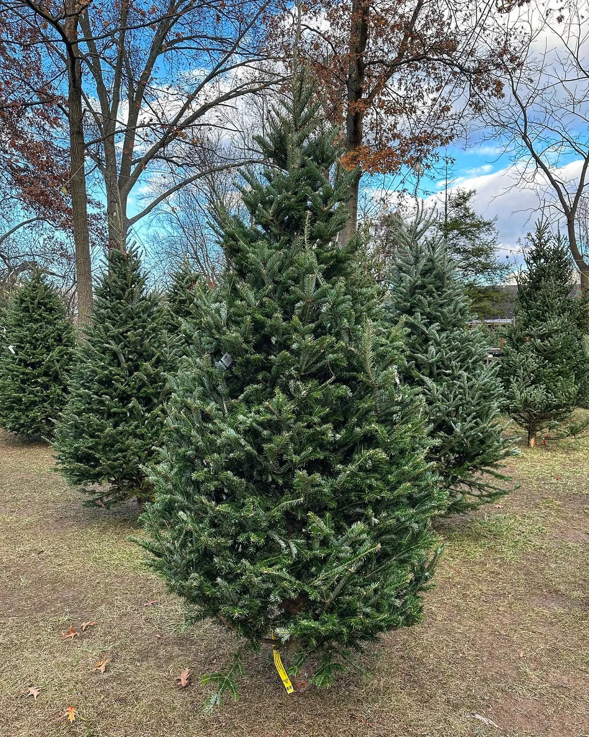 Christmas trees at the nursery, 2023