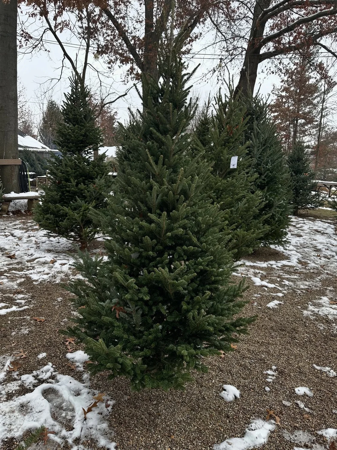 Christmas trees in the snow, 2025